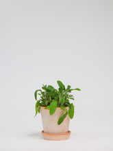 products/SotoProductShootLowQ-1722.jpg